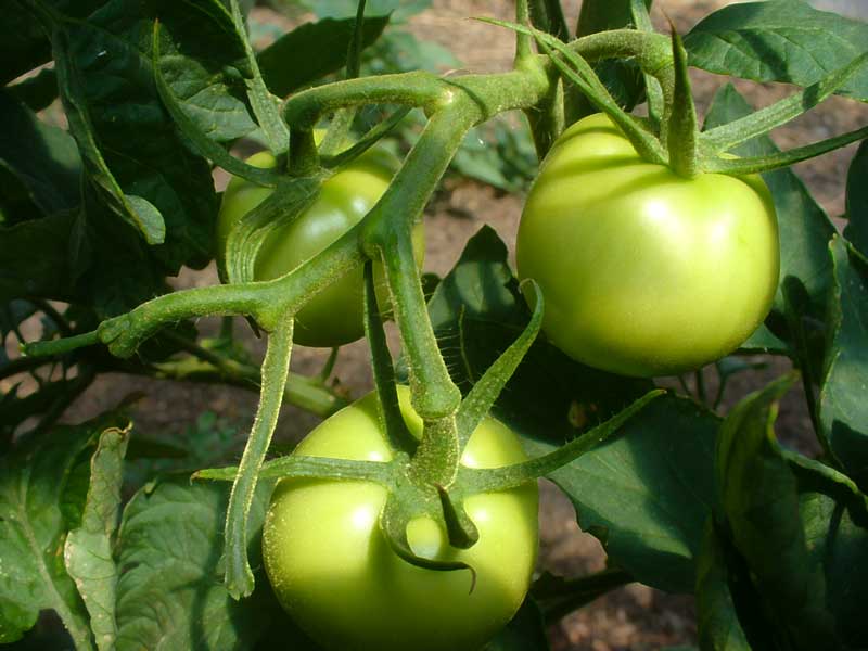 Plow Maker Farms: Lola organic tomatoes